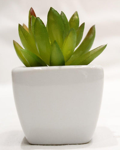 Artificial  Dark-Green Succulent Bonsai with Ceramic Pot Pack of 2 (5 cm X 5 cm X 8 cm) - Artificial Flowers & Plants - PolliNation