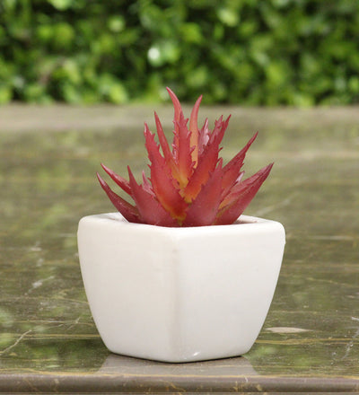 The Royal Succulent in White Ceramic Pot