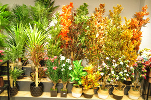 Floor Plants