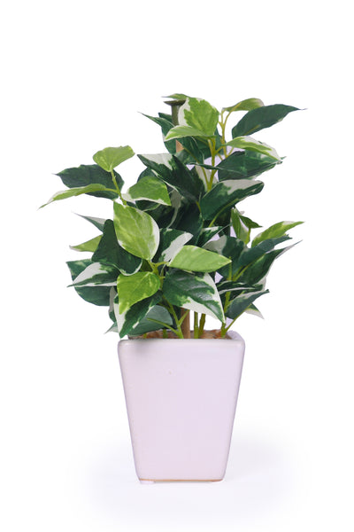 Pollination Artificial White Green Bonsai Plant With Pot (WHITE IVY)