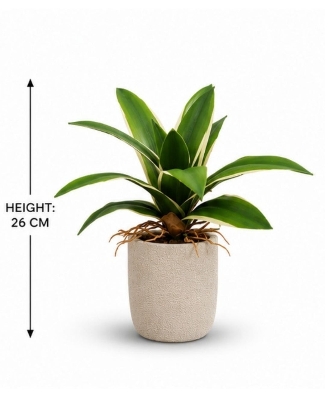 Mini Faux Agave White Green Tabletop Plant without Pot