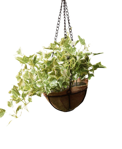 PolliNation Alluring Maple Artificial Hanging Flower Creeper plant in Jute Basket with Hanging Metal Stand (Pack of 1)