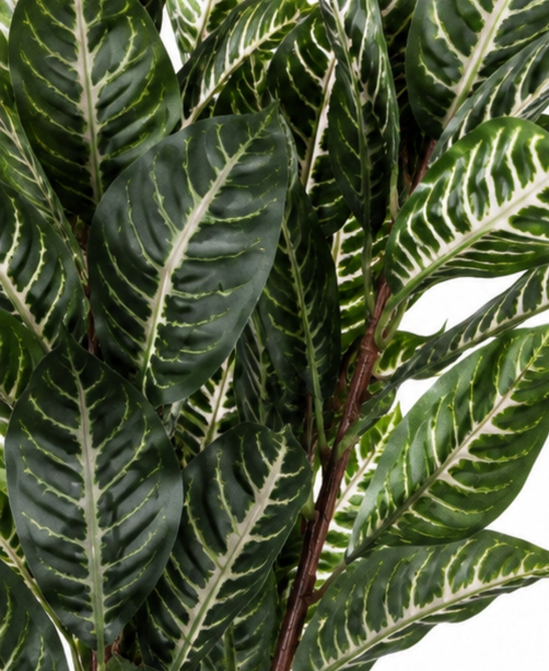 Premium Artificial Dieffenbachia White Green Plant Without Pot