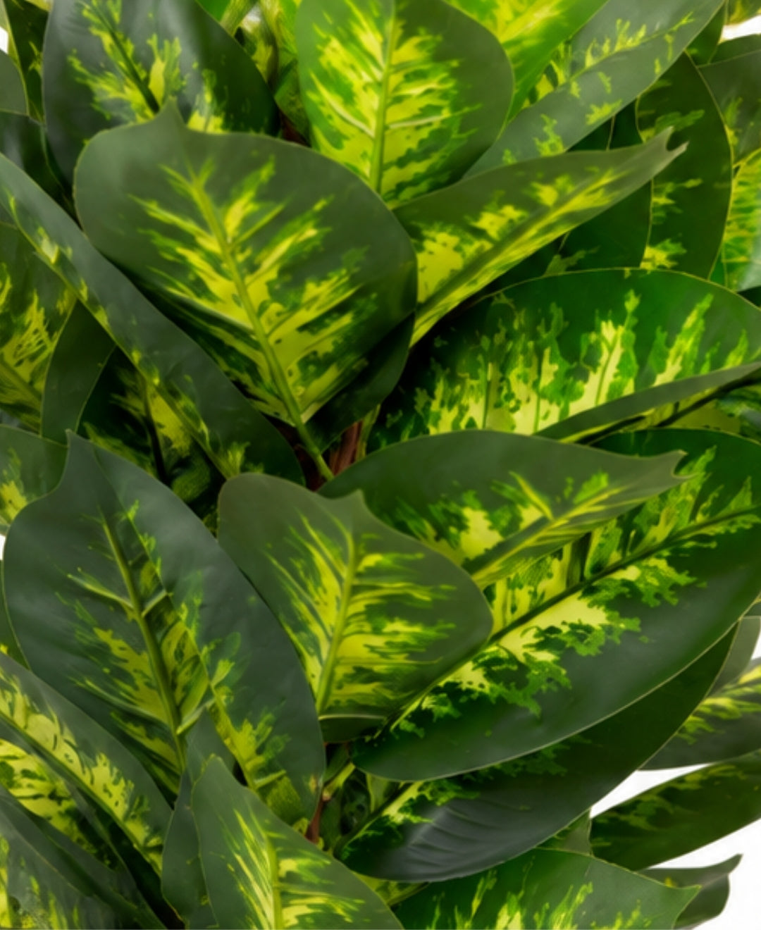 Premium Artificial Dieffenbachia Yellow Green Plant Without Pot