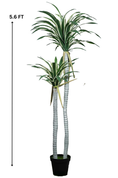 Artificial Yucca Tree With Pot ( Pack 1 ) 5.6 FT