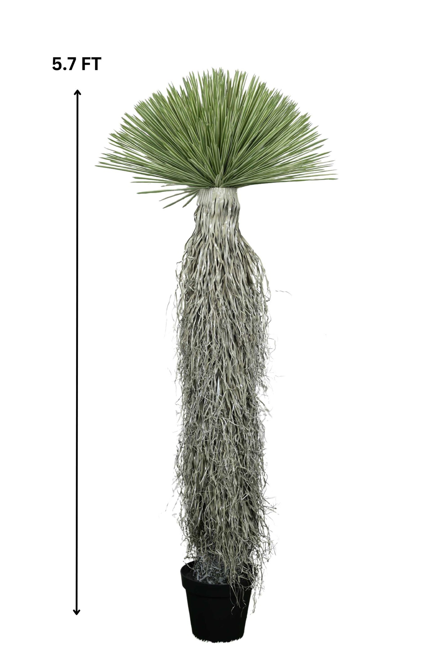 Artificial Dracaena Palm – Elegance Redefined -5.7 FT