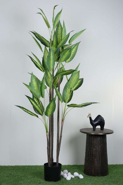 Tall Artificial Dieffenbachia Plant With Pot ( Pack Of 1 ) - 5.2 Ft