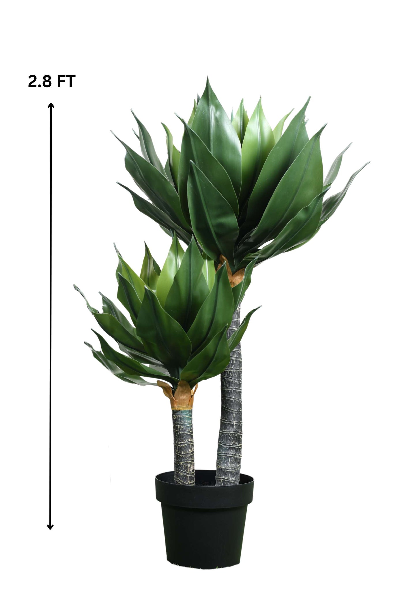 Foxtail Agave Tree Pack Of 1 - 2.8 Ft