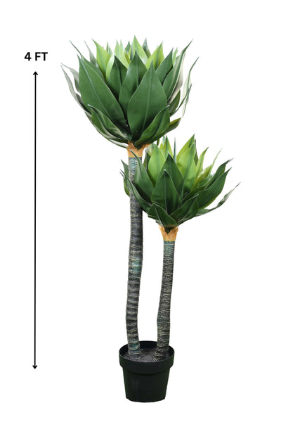 Foxtail Agave Tree Pack Of 1 - 4 Ft