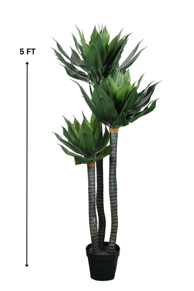 Foxtail Agave Tree Pack Of 1 - 5 Ft.