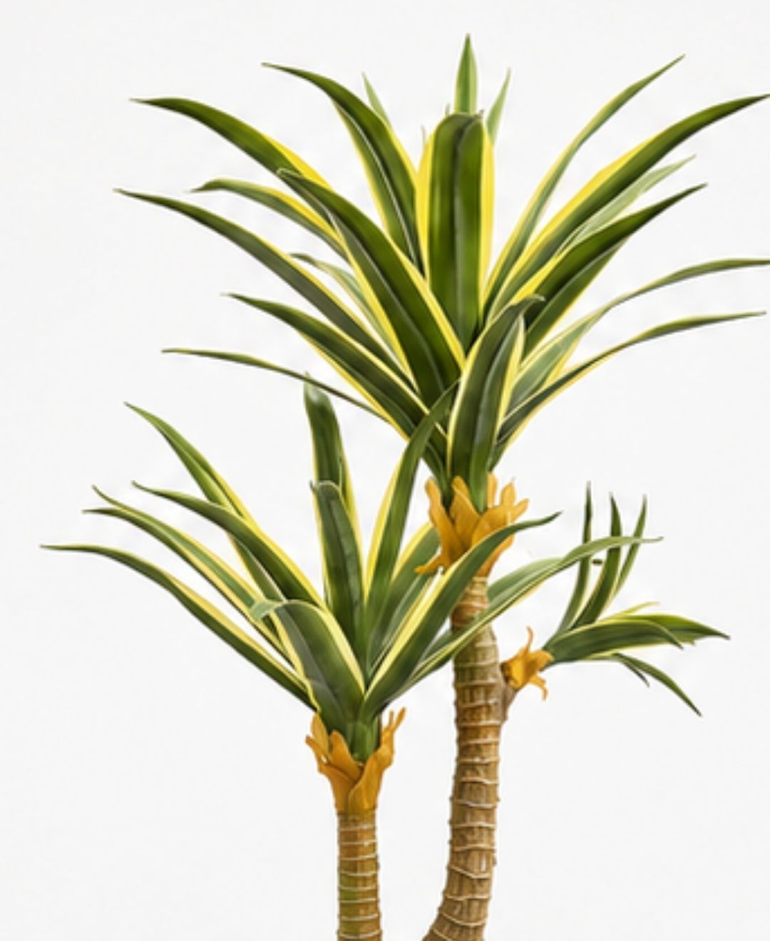 Premium Artificial White Green Yucca Plant With Pot - 2.5 FT