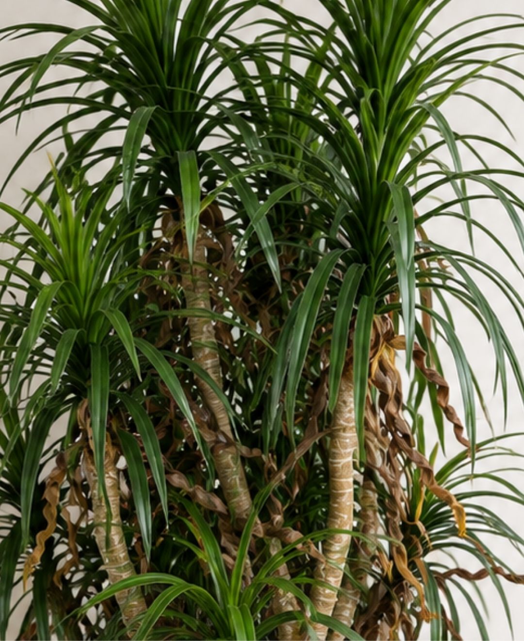 Luxe Dragon Tree Faux Plant With Pot-6.5FT