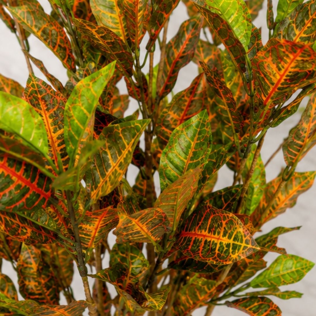 Elegant Artificial Croton Plant Tree Without Pot