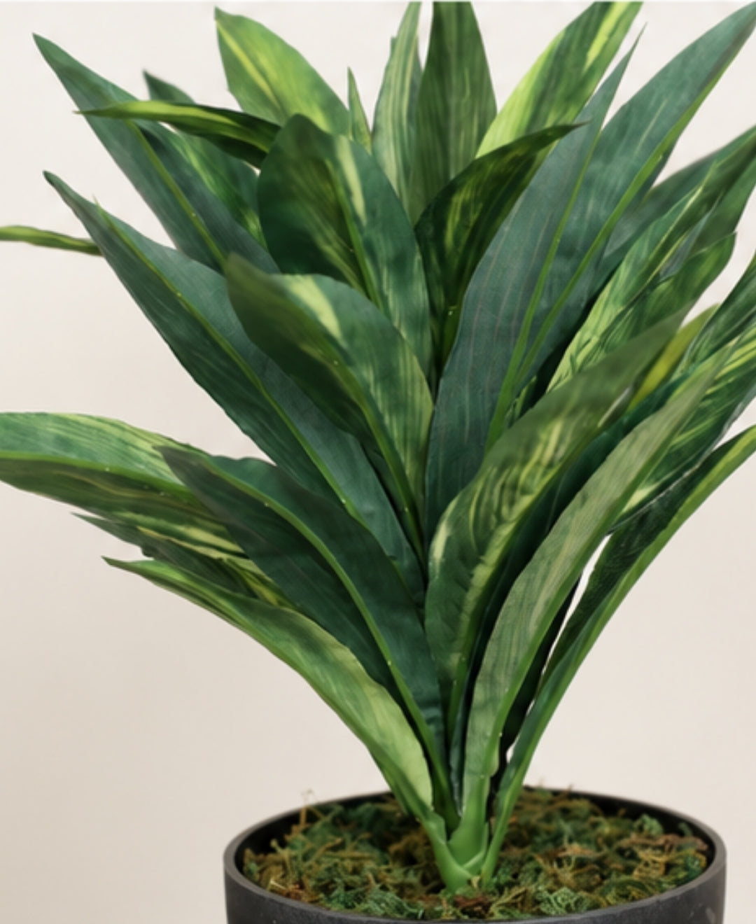 Premium Artificial Dracaena Compacta Green Plant Without Pot