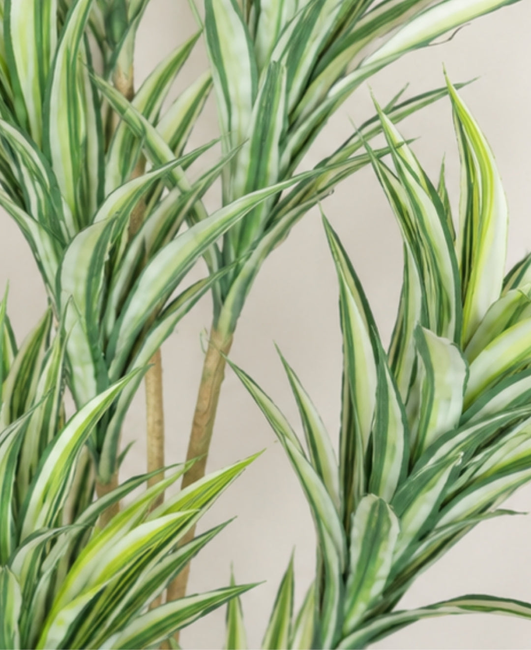 Elegant Faux Dracaena White Green Indoor Plant Without Pot