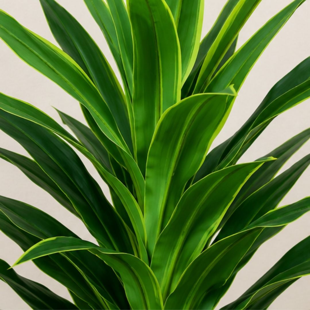 Artificial Dracaena Yellow Green Plant (Corn Plant) Without Pot
