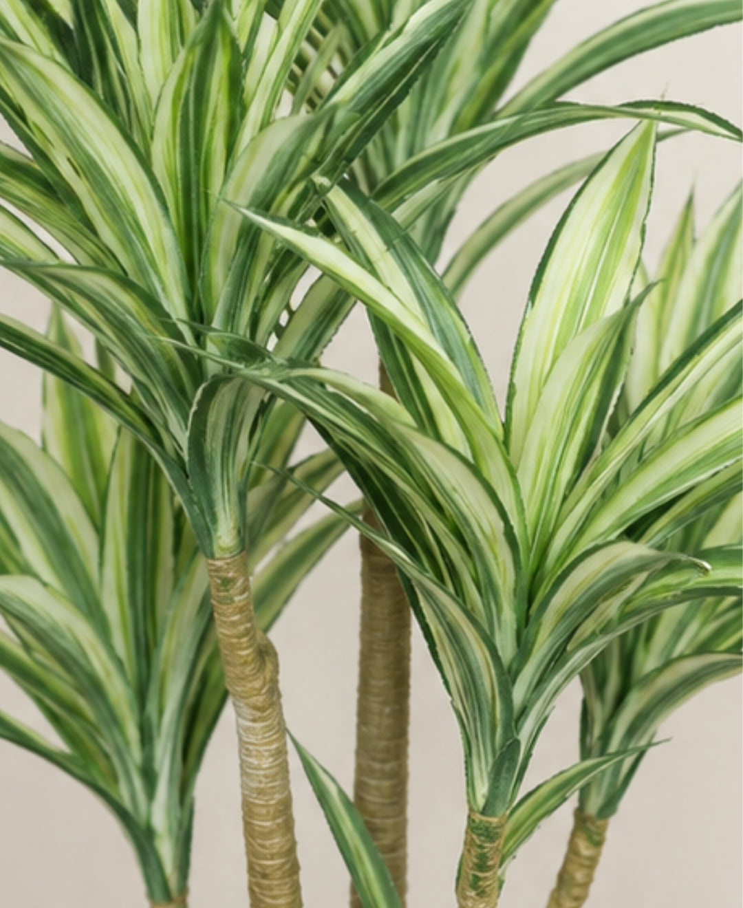 Majestic Faux White Green Dracaena Cane Plant Without Pot