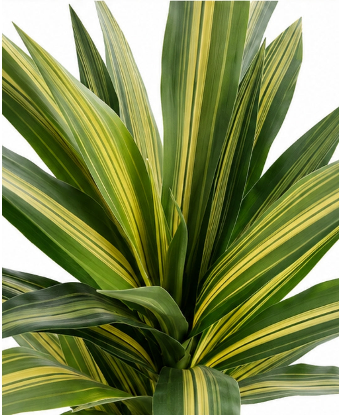 Premium Artificial Multi Stem Yellow Dracaena Plant