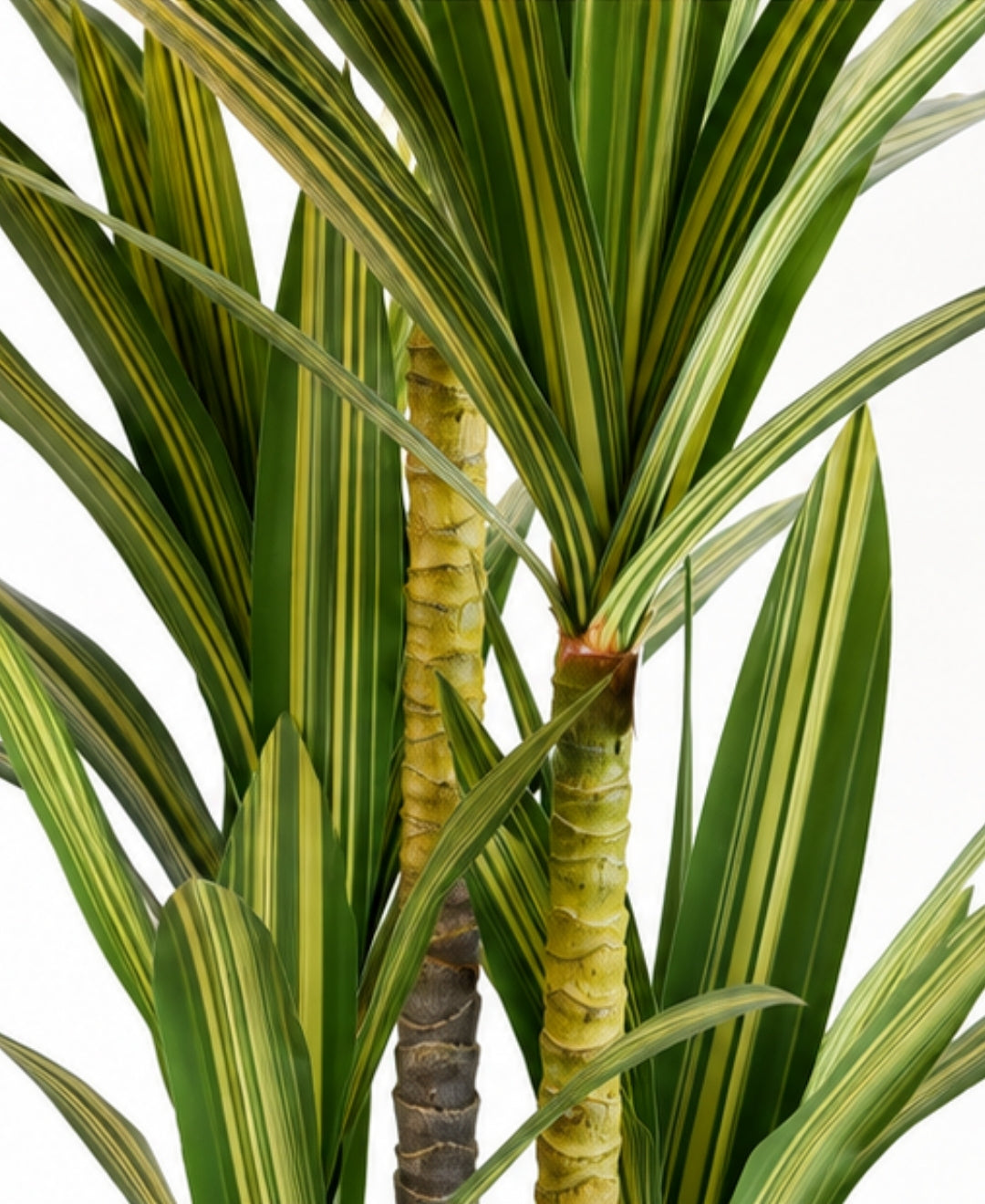 Luxury Artificial Multi Cane Dracaena Yellow Tree With Pot
