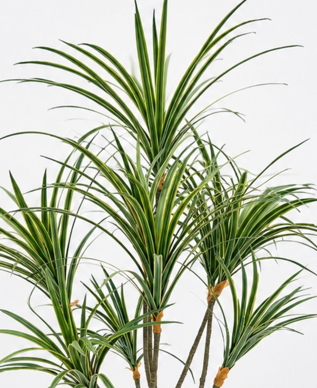 Premium Faux Dracaena Marginata White Tree With Pot-5 FT