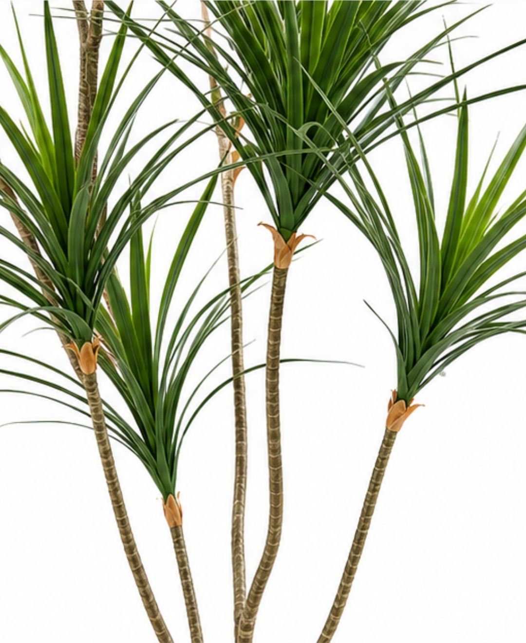 Premium Artificial Dracaena Marginata Green Plant With Pot-6 FT