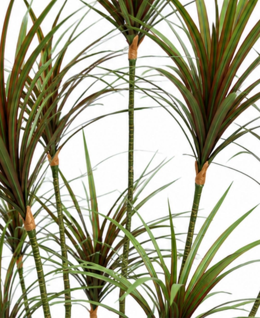 Premium Artificial Dracaena Marginata Red Plant With Pot-6 FT With Pot