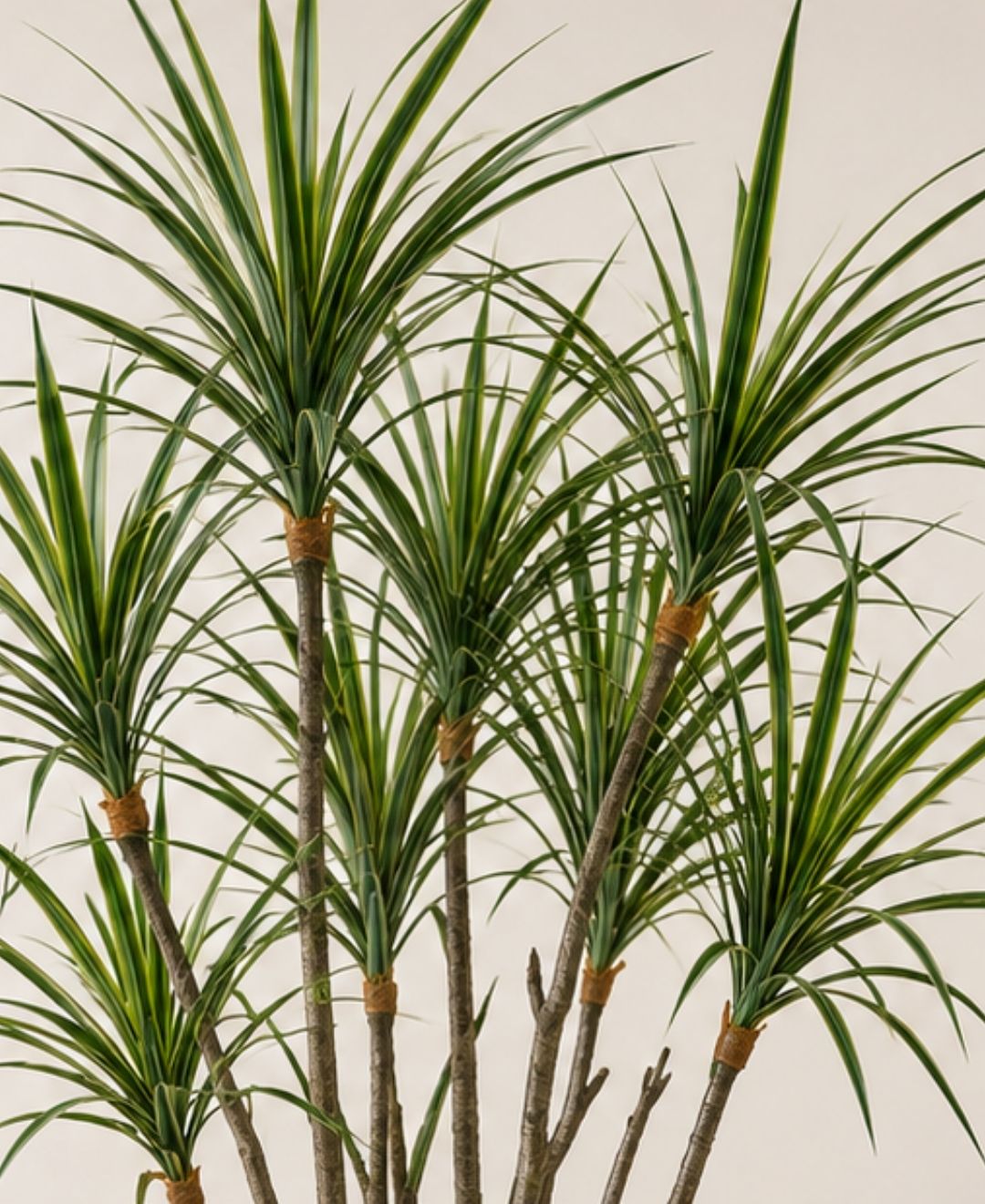 Premium Artificial Dracaena Marginata White Plant With Pot-6 FT