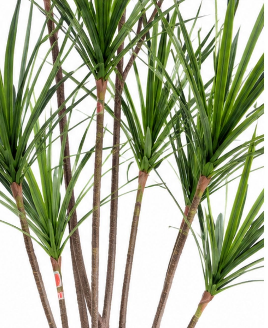 Realistic Faux Dracaena Dragon Green Tree With Pot- 7FT