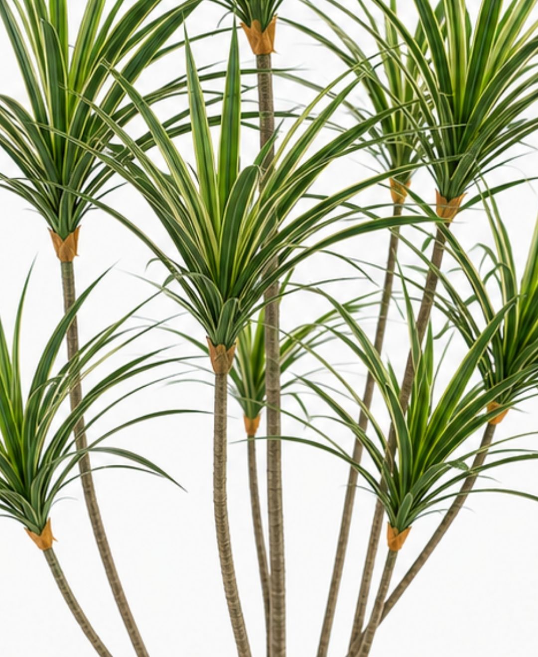 Realistic Faux Dracaena Dragon White Green Tree With Pot- 7FT