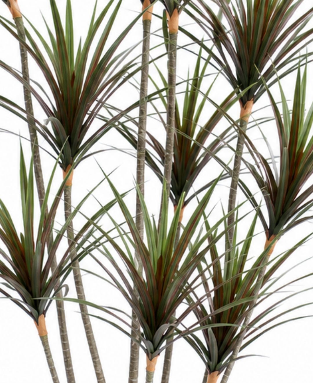 Realistic Faux Dracaena Dragon Red Green Tree With Pot-8 FT