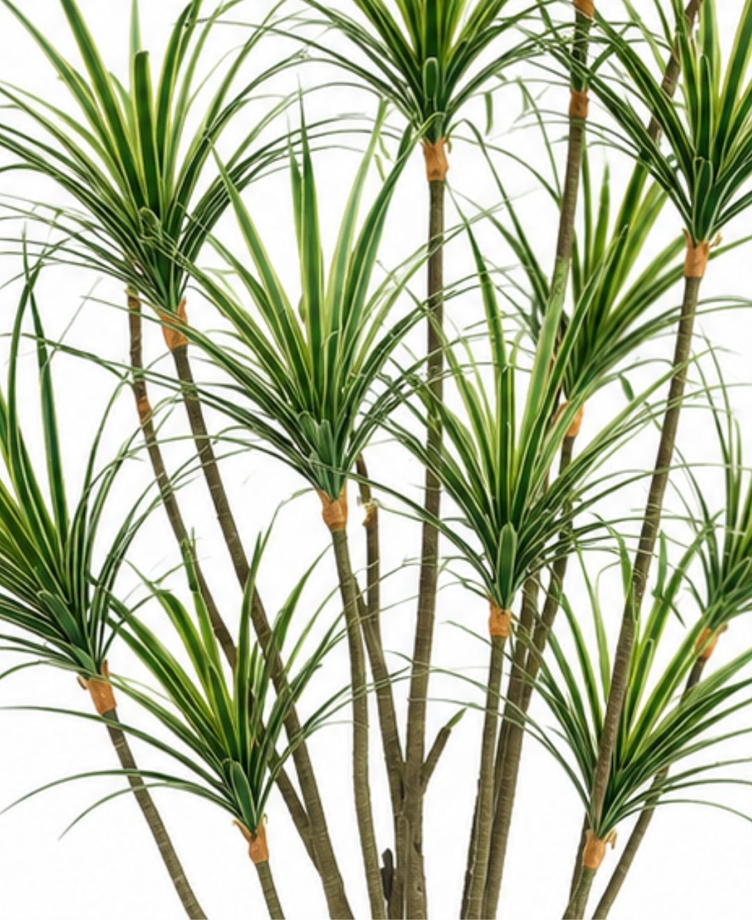 Realistic Faux Dracaena Dragon White Green Tree With Pot-8 FT