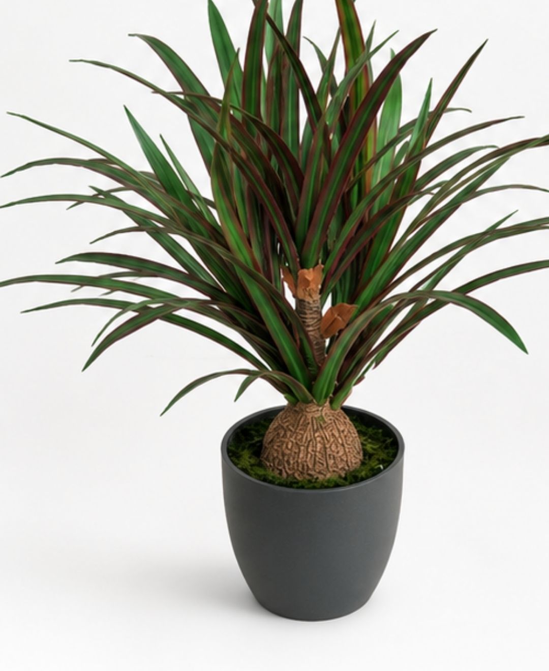 Compact Artificial Red Green Dracaena Plant With Pot-2 FT