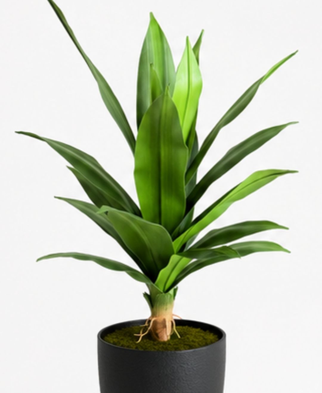 Mini Artificial Dracaena Marginata Plant Without Pot- 1FT