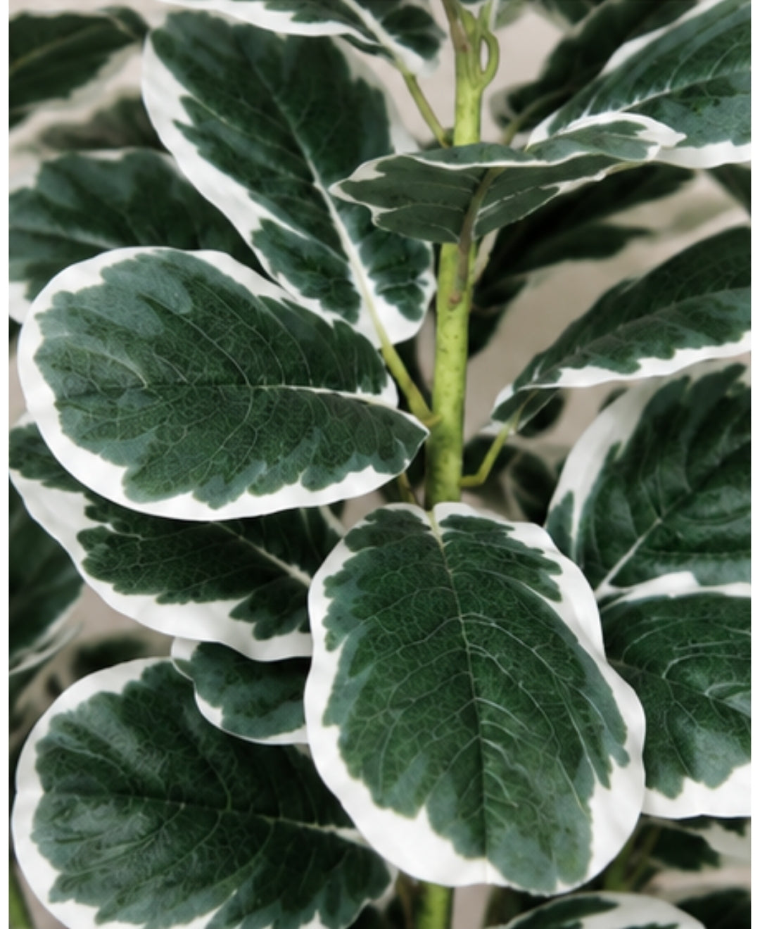 Premium Artificial Fiddle Leaf Fig White Green Plant With Pot-5FT
