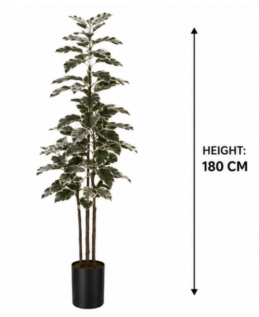 Premium 6FT Faux Rubber Plant with Pot — White & Green
