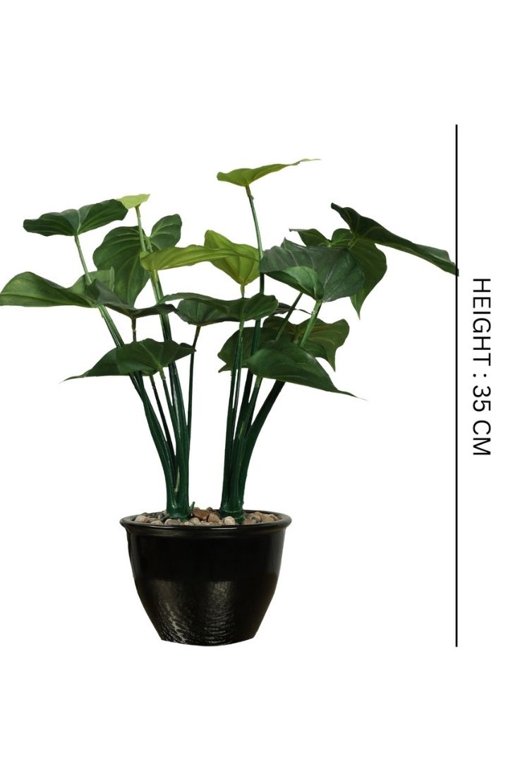 Beautifully Crafted Bonsai Black Ceramic pot