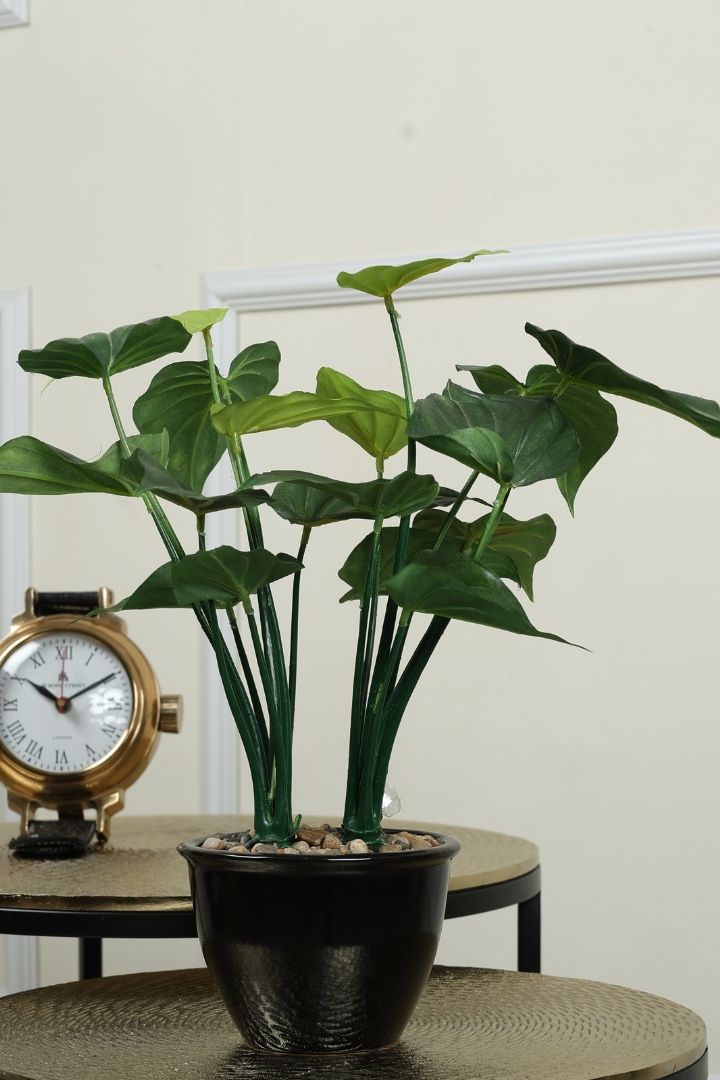 Beautifully Crafted Bonsai Black Ceramic pot