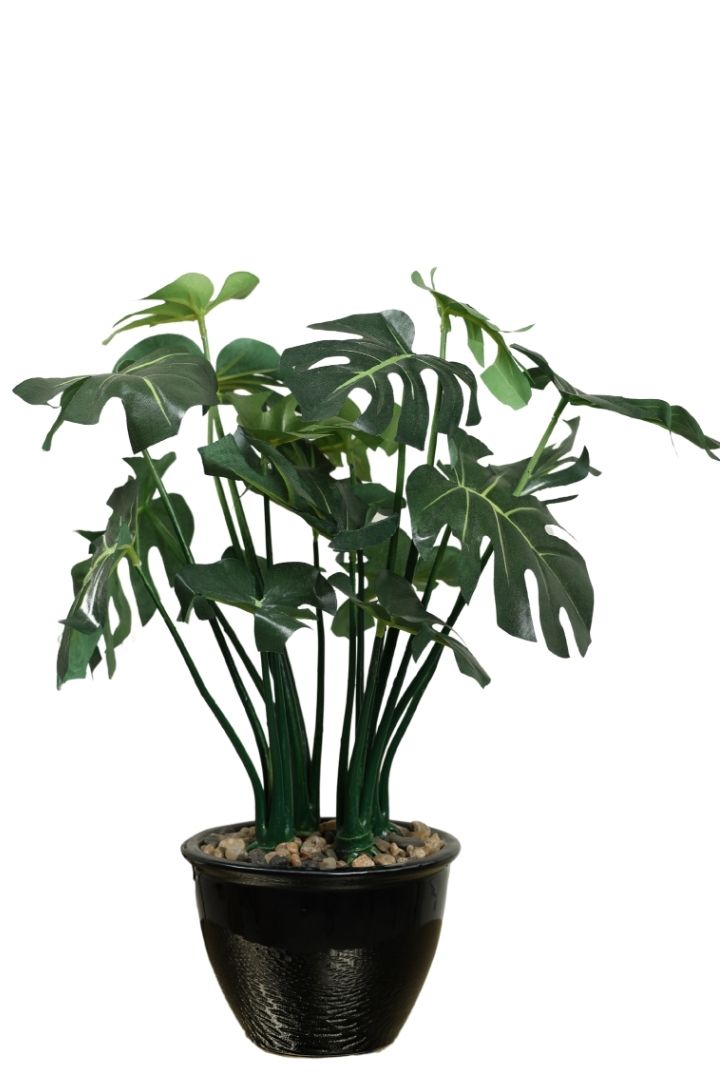 Beautifully Crafted Bonsai Black Ceramic pot