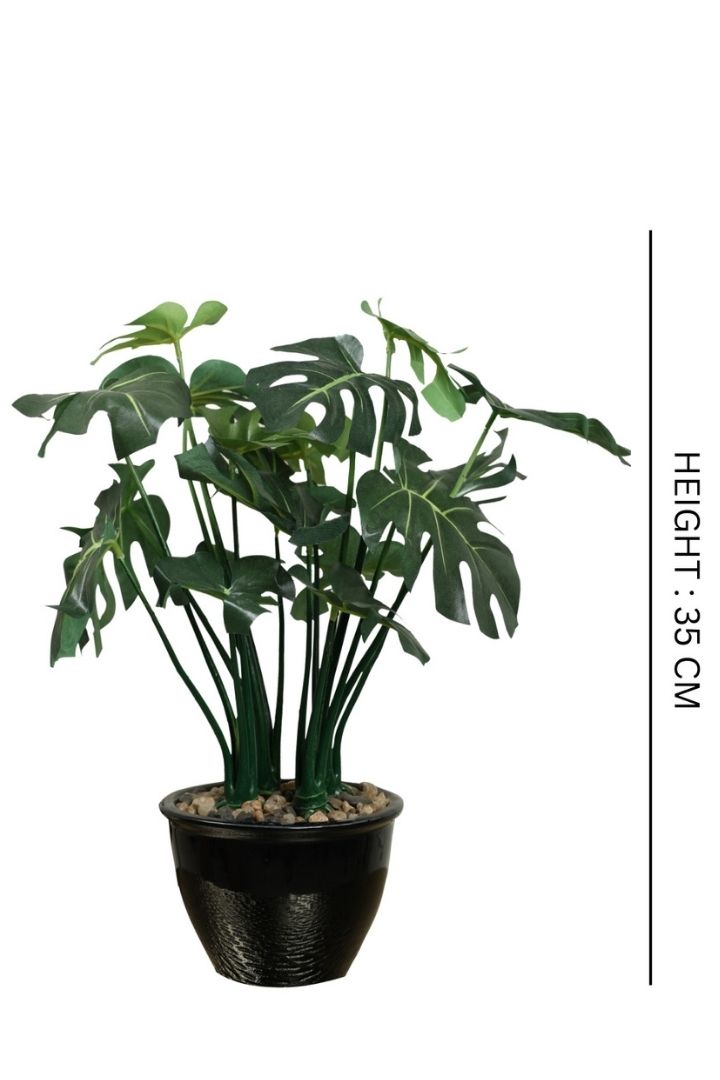 Beautifully Crafted Bonsai Black Ceramic pot