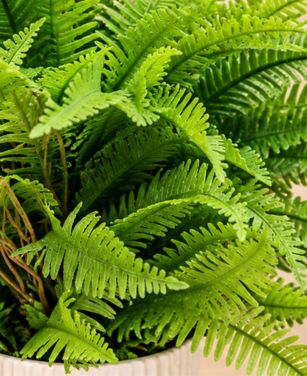 Artificial Boston Fern Plant in White Ribbed Ceramic Pot