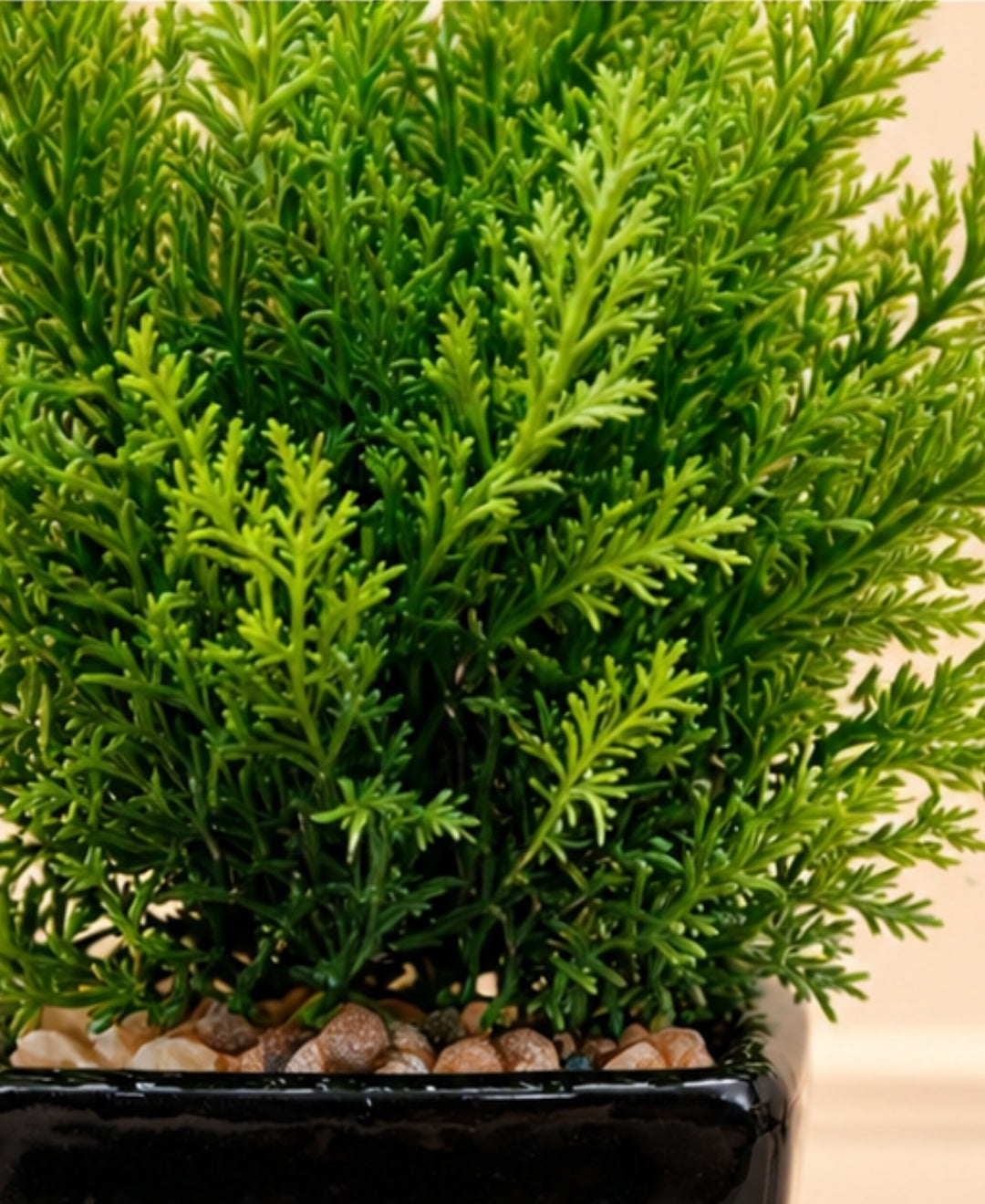 Artificial Cypress Plant in Glossy Black Square Ceramic Pot