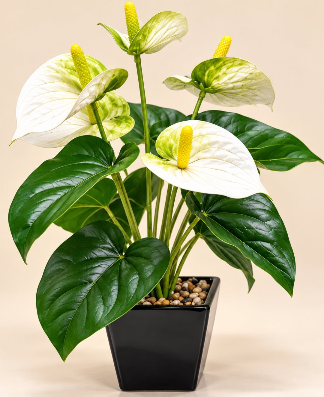 Artificial Anthurium Flower Pot – White Realistic Faux Flowering Bonsais in Glossy Black Square Ceramic Pots