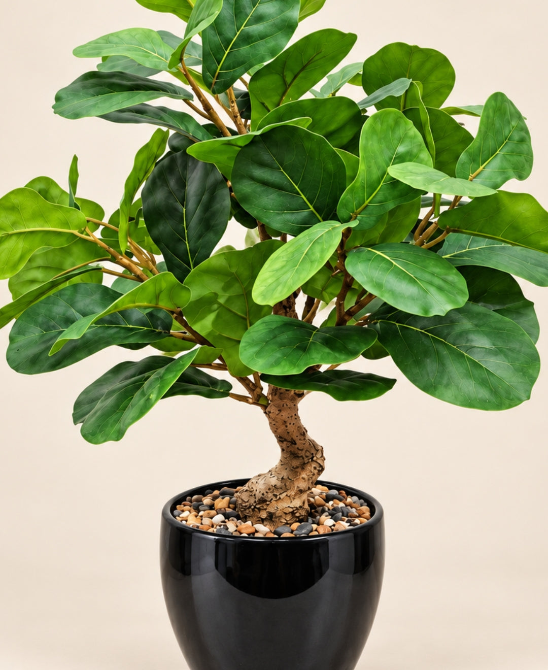 Artificial Fiddle Leaf Fig Bonsai with Curved Trunk in Glossy Black Ceramic Pot