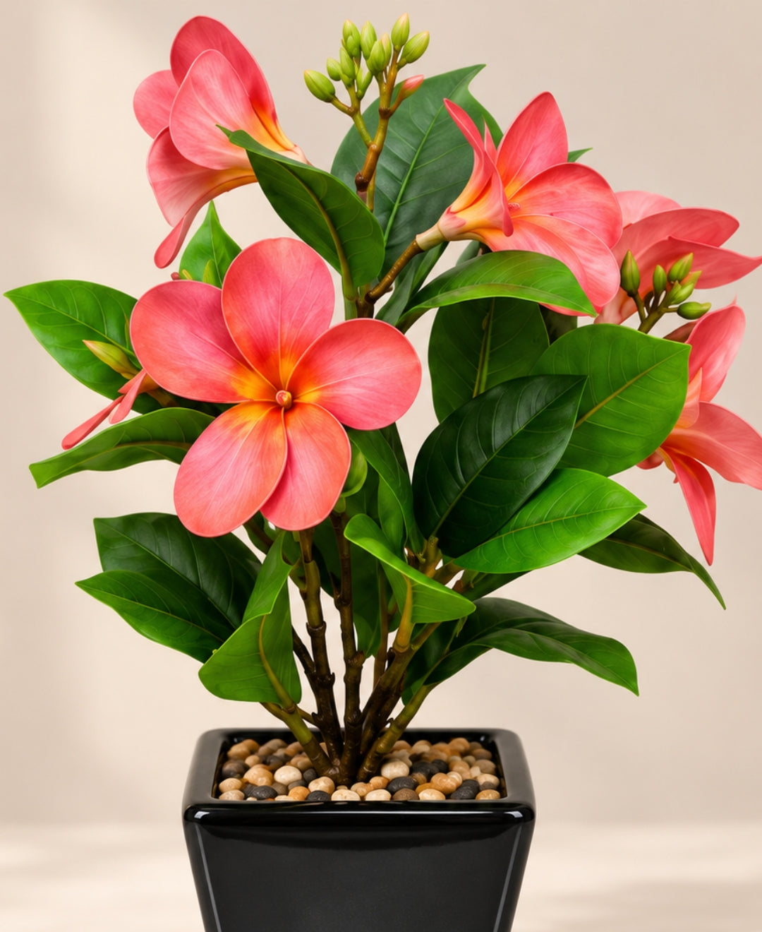 Artificial Plumeria (Frangipani) Flower Pot -Red Glossy Black Square Ceramic Pots