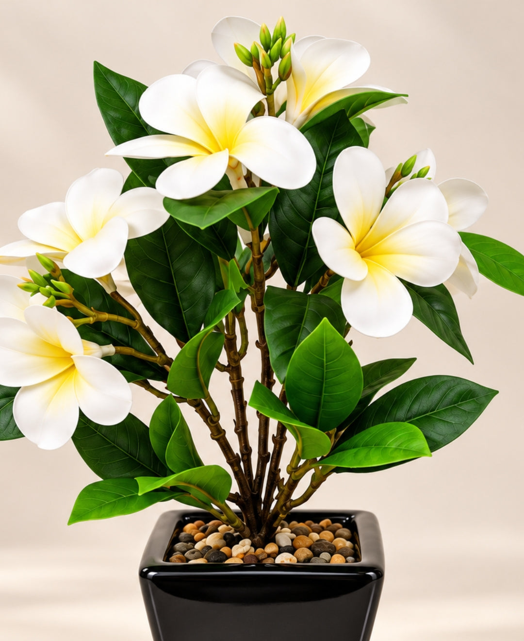 Artificial Plumeria (Frangipani) Flower Pot -White Glossy Black Square Ceramic Pots