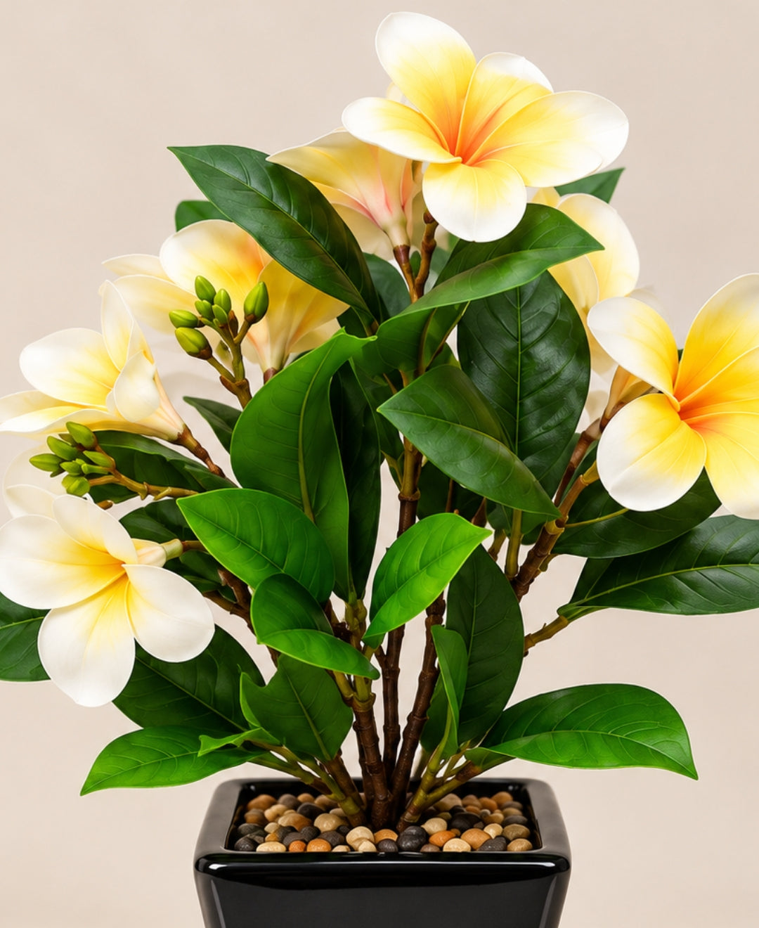 Artificial Plumeria (Frangipani) Flower Pot - Yellow Glossy Black Square Ceramic Pots