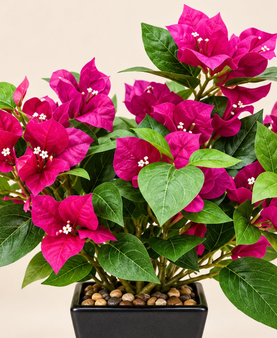 Artificial Bougainvillea Flower Pot - DPink in Glossy Black Square Ceramic Pots