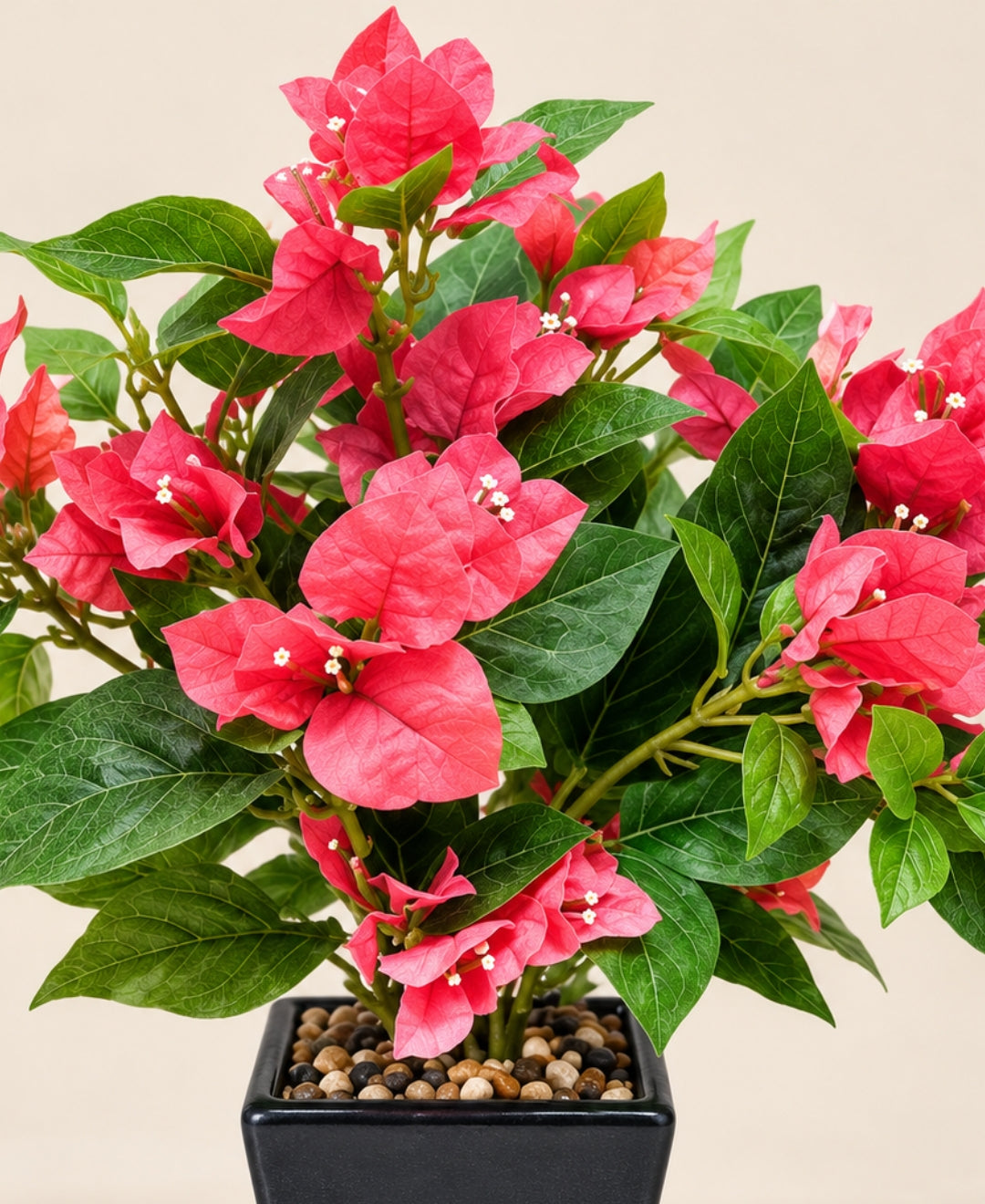 Artificial Bougainvillea Flower Pot - Red in Glossy Black Square Ceramic Pots