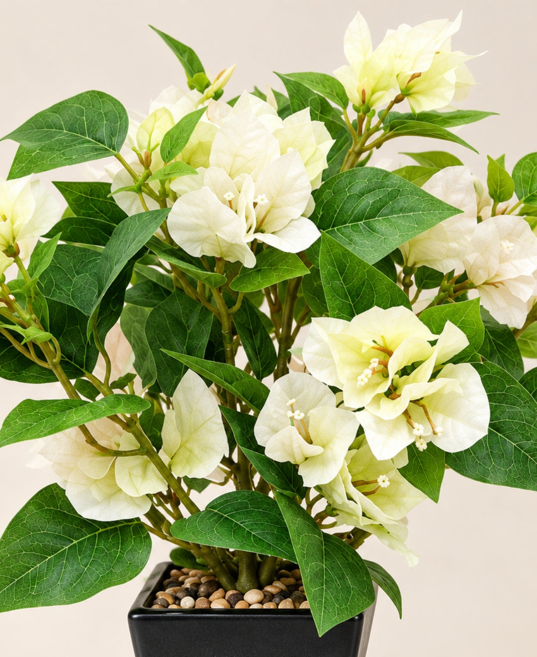 Artificial Bougainvillea Flower Pot - White in Glossy Black Square Ceramic Pots