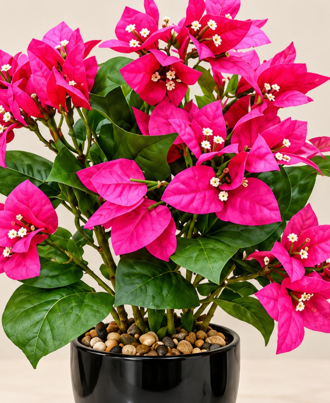 Artificial Bougainvillea Blossom Pot - Dpink in Glossy Black Round Ceramic Pot